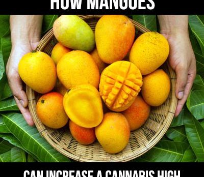 how mangoes increase cannabis effects