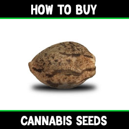 how to buy cannabis seeds