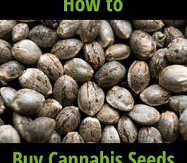 how to buy cannabis seeds