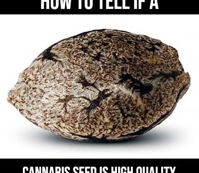 how to tell if a cannabis seed is high quality