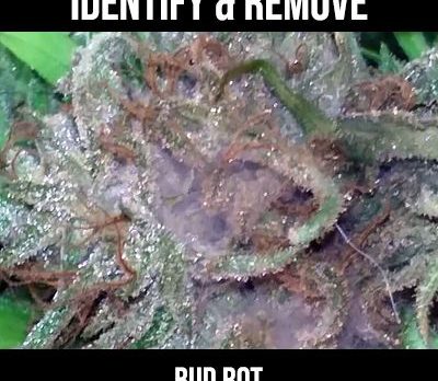 bud rot on cannabis bud