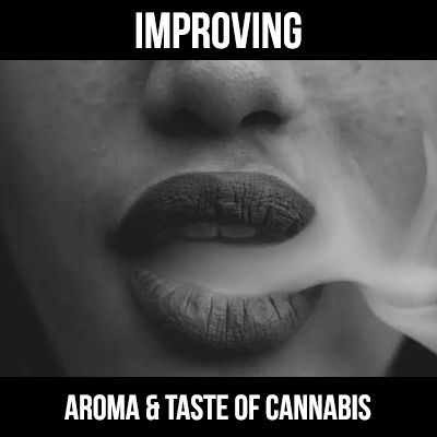 improving the taste and aroma of weed