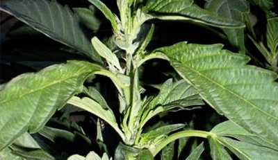 mutated cannabis leaves single finger