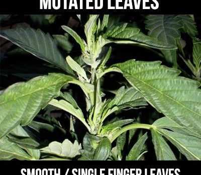 mutated cannabis leaves single finger