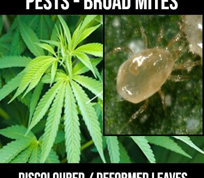 broad mites on cannabis plant