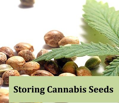 how to store cannabis seeds