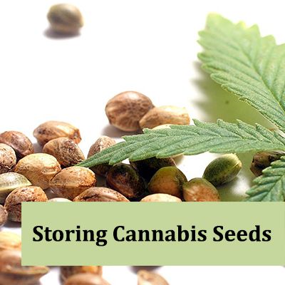 how to store cannabis seeds