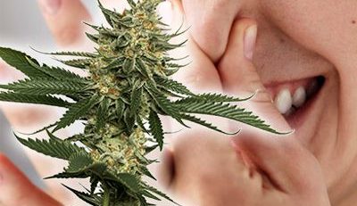 top 5 cannabis strains that do not smell
