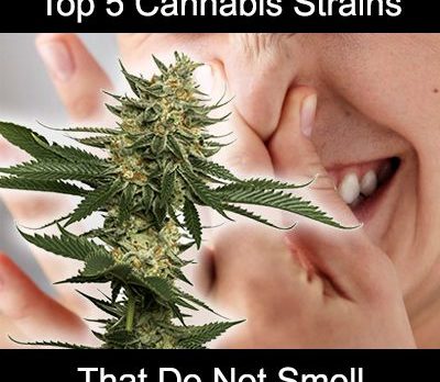 top 5 cannabis strains that do not smell