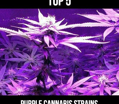 top 5 purple cannabis strains