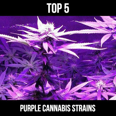 top 5 purple cannabis strains