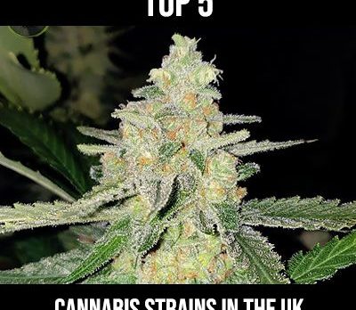 best uk strains