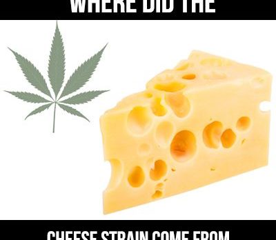 where did the cheese strain come from
