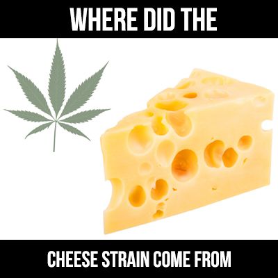 where did the cheese strain come from