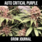 Auto Critical Purple Grow Journal