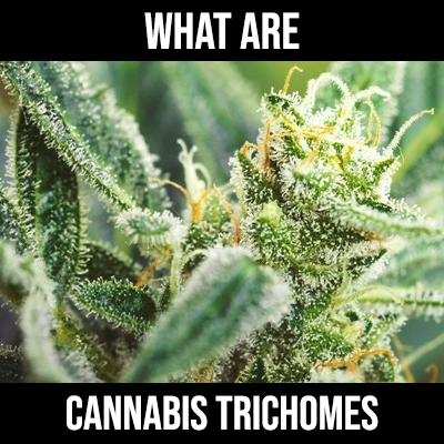 What are Cannabis Trichomes