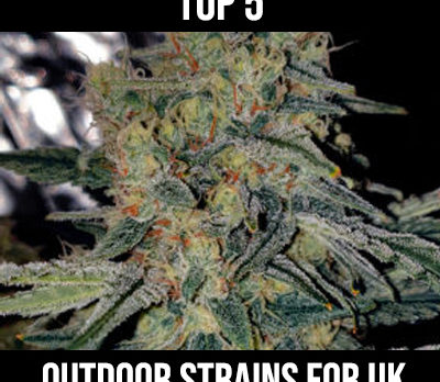 top 5 strains for outdoors uk