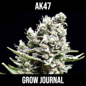 AK47 Grow Journal
