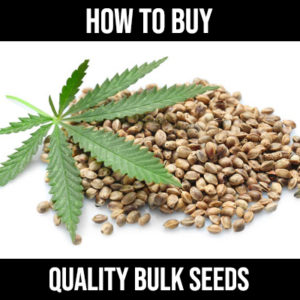 buying quality bulk seeds