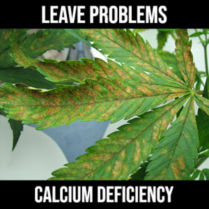 calcium deficiency cannabis