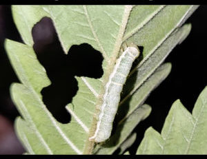 caterpillars on cannabis plants