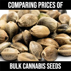 comparing-prices-on-bulk-seeds
