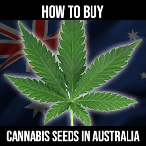 how to buy cannabis seeds in Australia