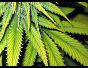 iron deficiency cannabis plant