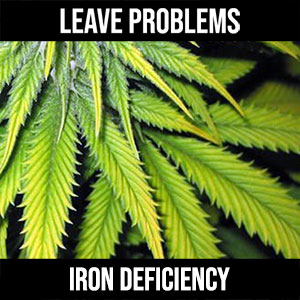 iron deficiency cannabis plant