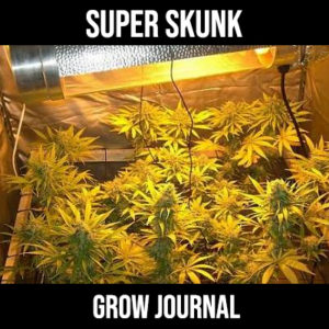 super skunk grow journal