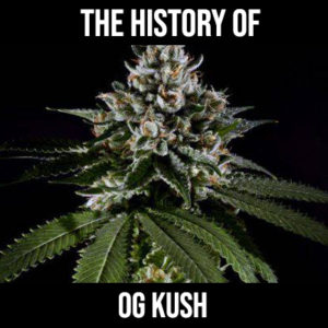 the history of og kush