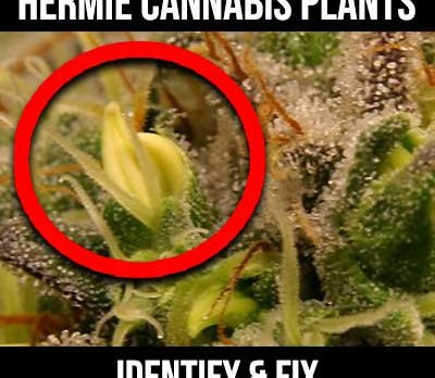 hermie cannabis plant