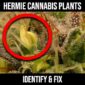 hermie cannabis plant