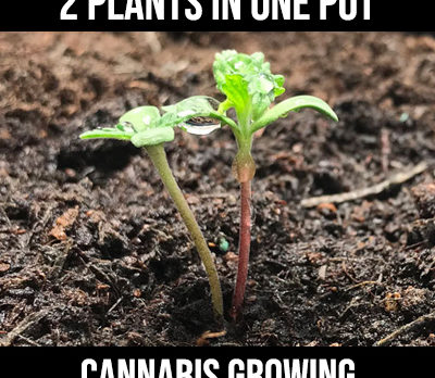 2 plants in one pot