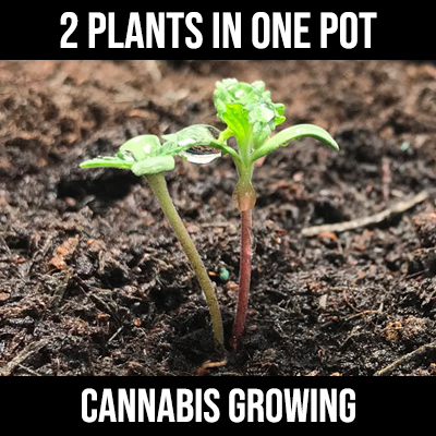 2 plants in one pot