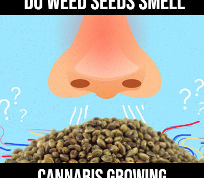 do weed seeds smell