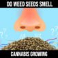 do weed seeds smell