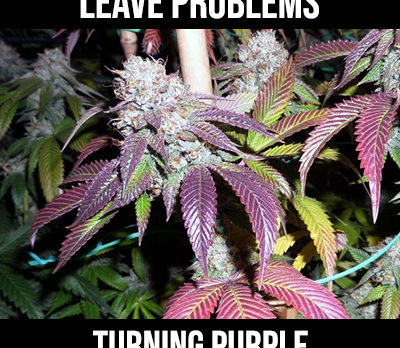 leaves turning purple