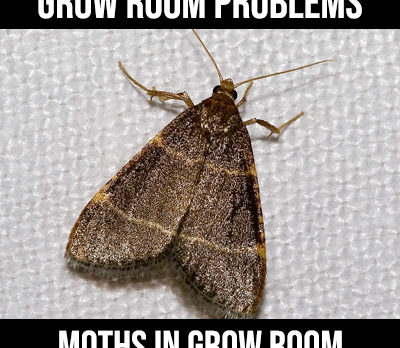 moths in grow room