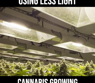 using less light at the end of flowering