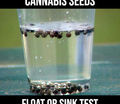 cannabis seeds foat or sink test