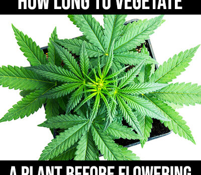 How long to vegetate a plant before flowering