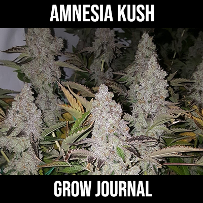 Amnesia Kush Grow Journal