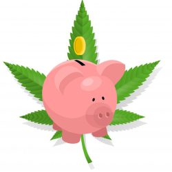 cannabis-seeds-affiliate
